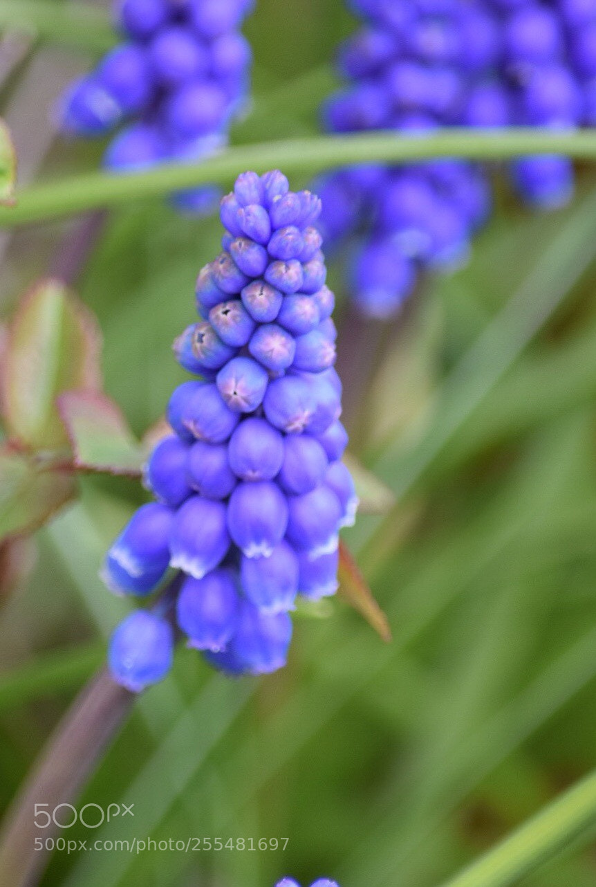 Nikon D5300 sample photo. Untitled photography