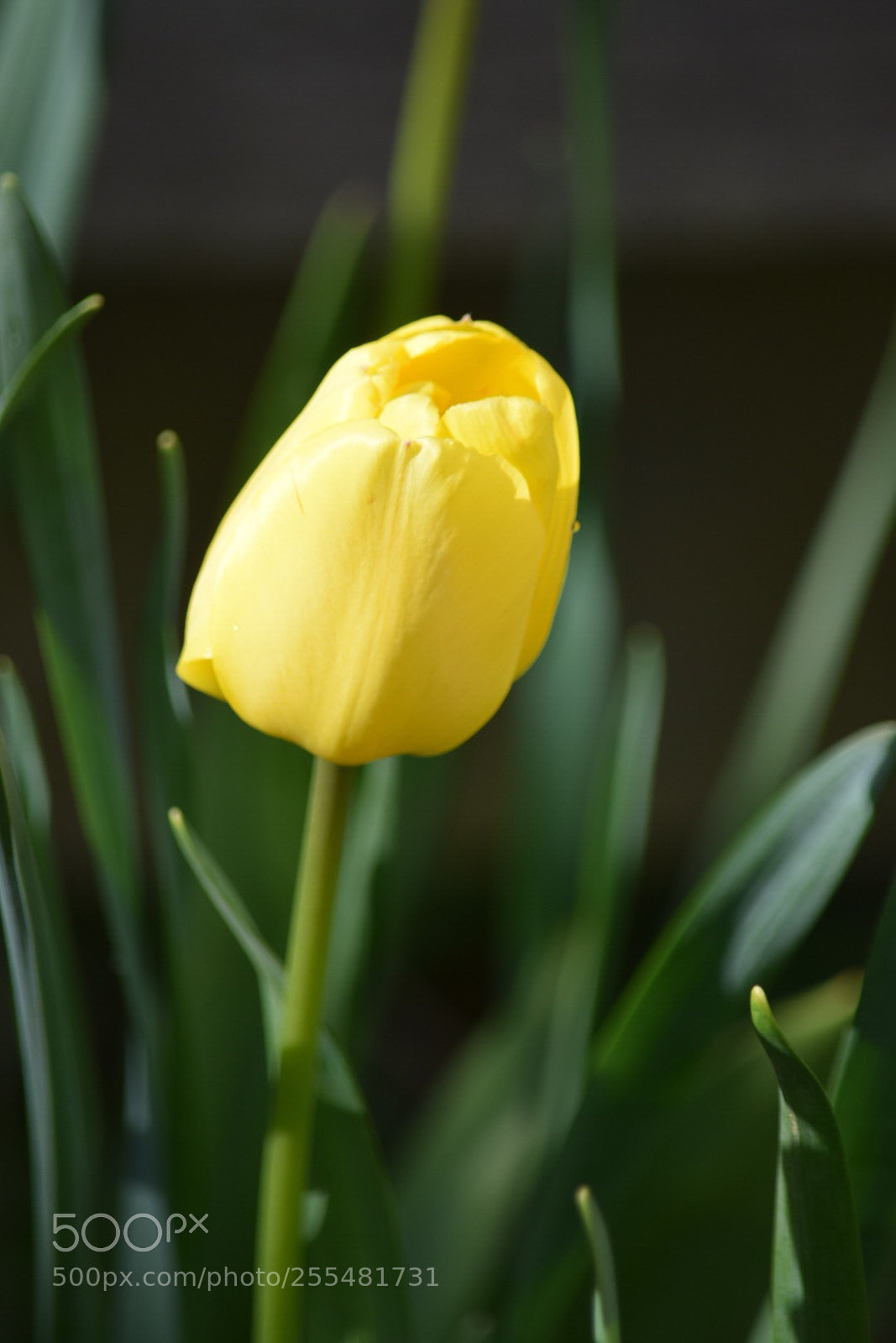 Nikon D5300 sample photo. Untitled photography