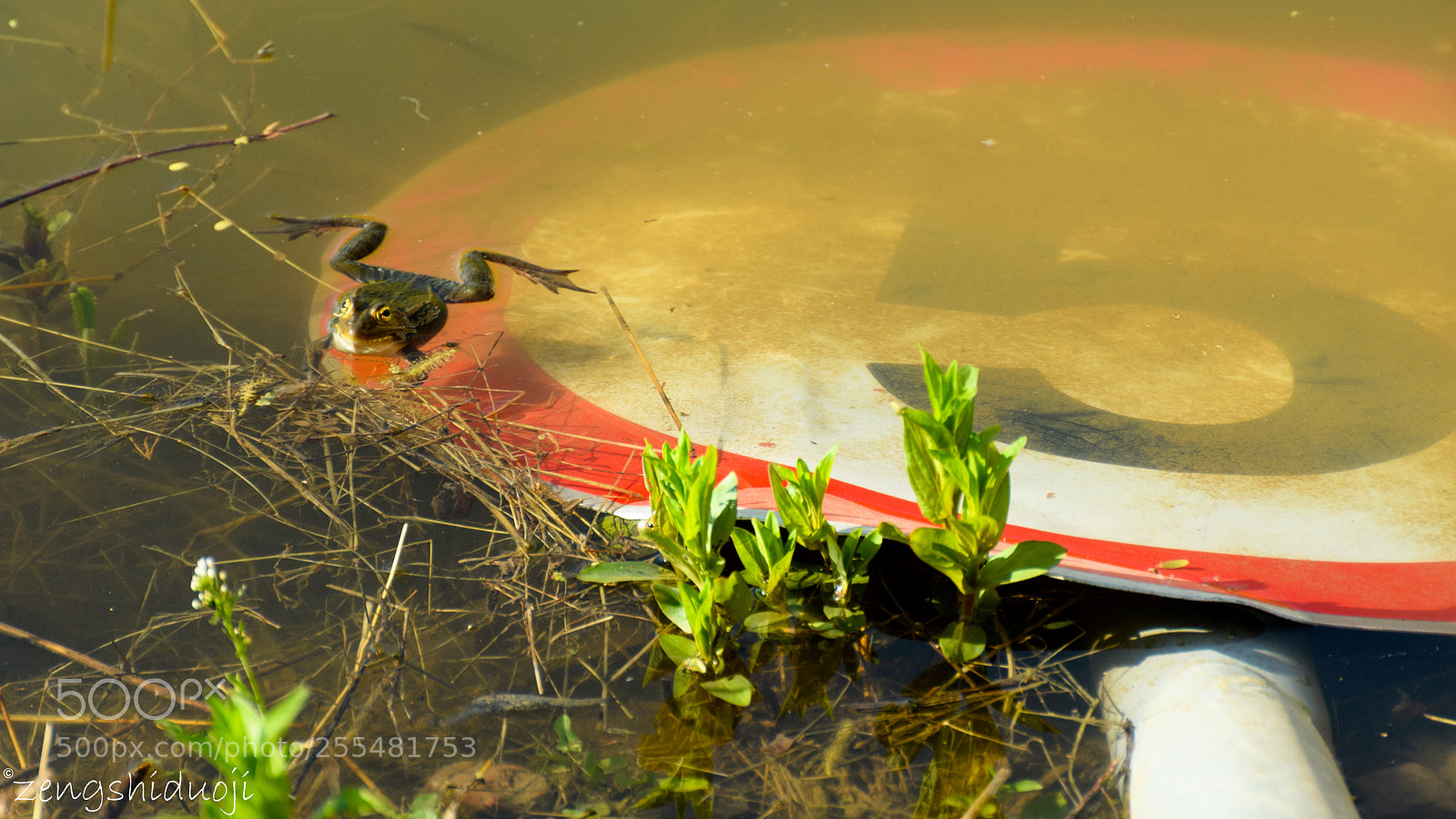 Nikon D500 sample photo. 我也限速？ photography