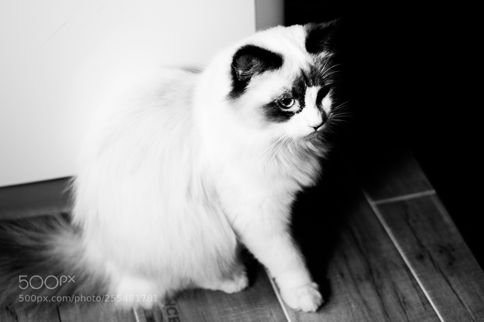 Nikon D5300 sample photo. Shadow photography