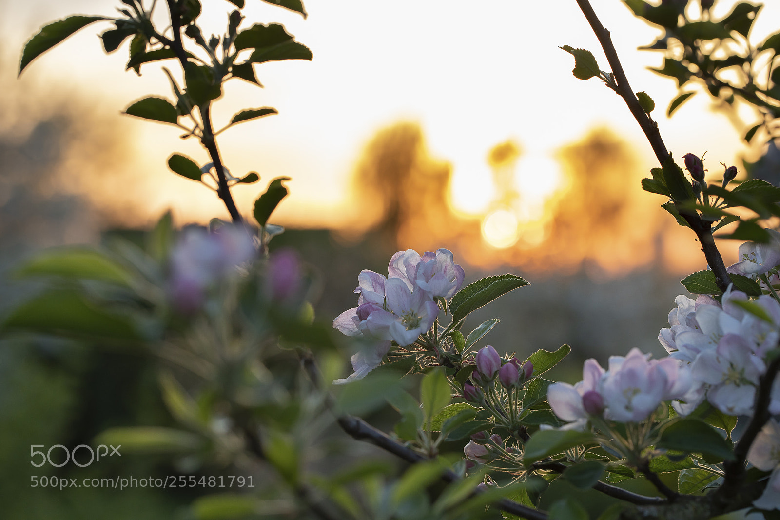 Canon EOS 5D Mark IV sample photo. Apple... photography