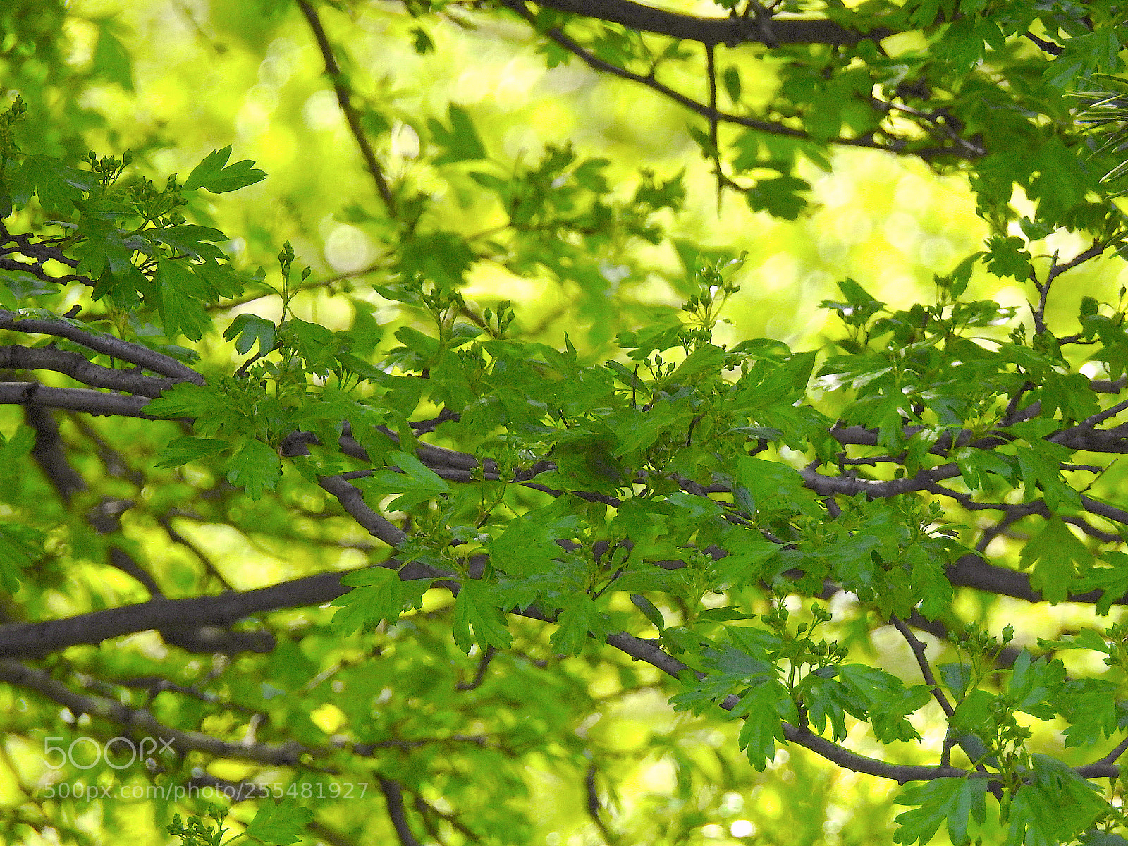 Nikon Coolpix P900 sample photo. Light green photography