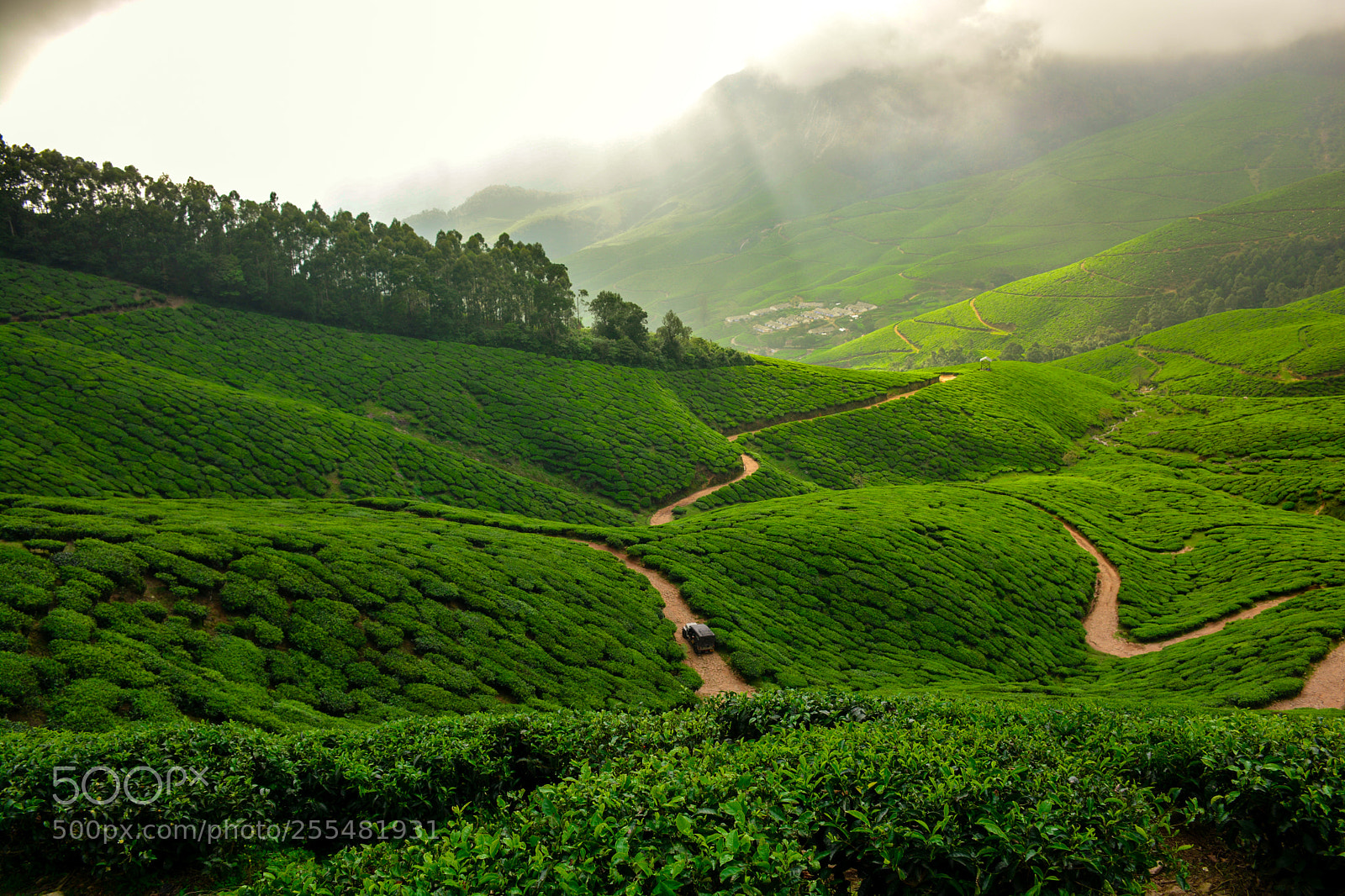 Nikon D7100 sample photo. Green peace photography