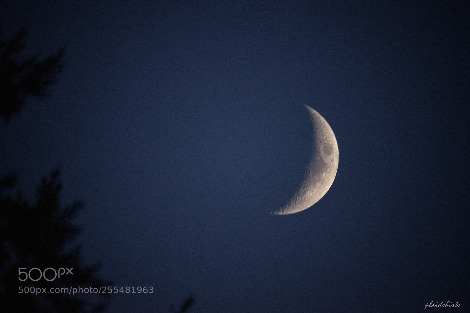 Fujifilm X-T1 sample photo. Waxing crescent over branches photography