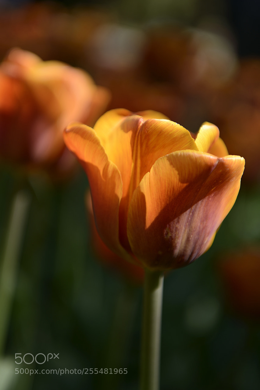 Nikon D800 sample photo. Tulipano photography