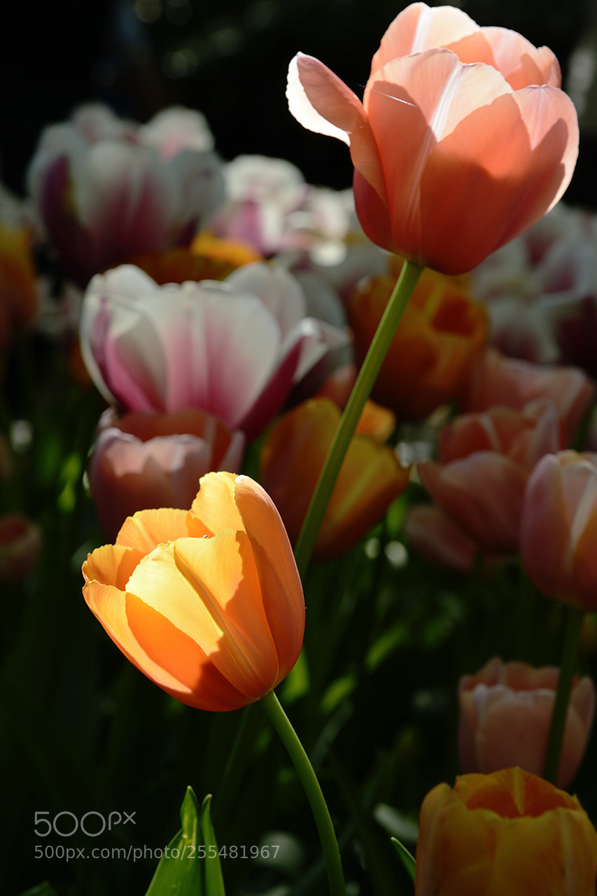 Nikon D800 sample photo. Tulipani photography