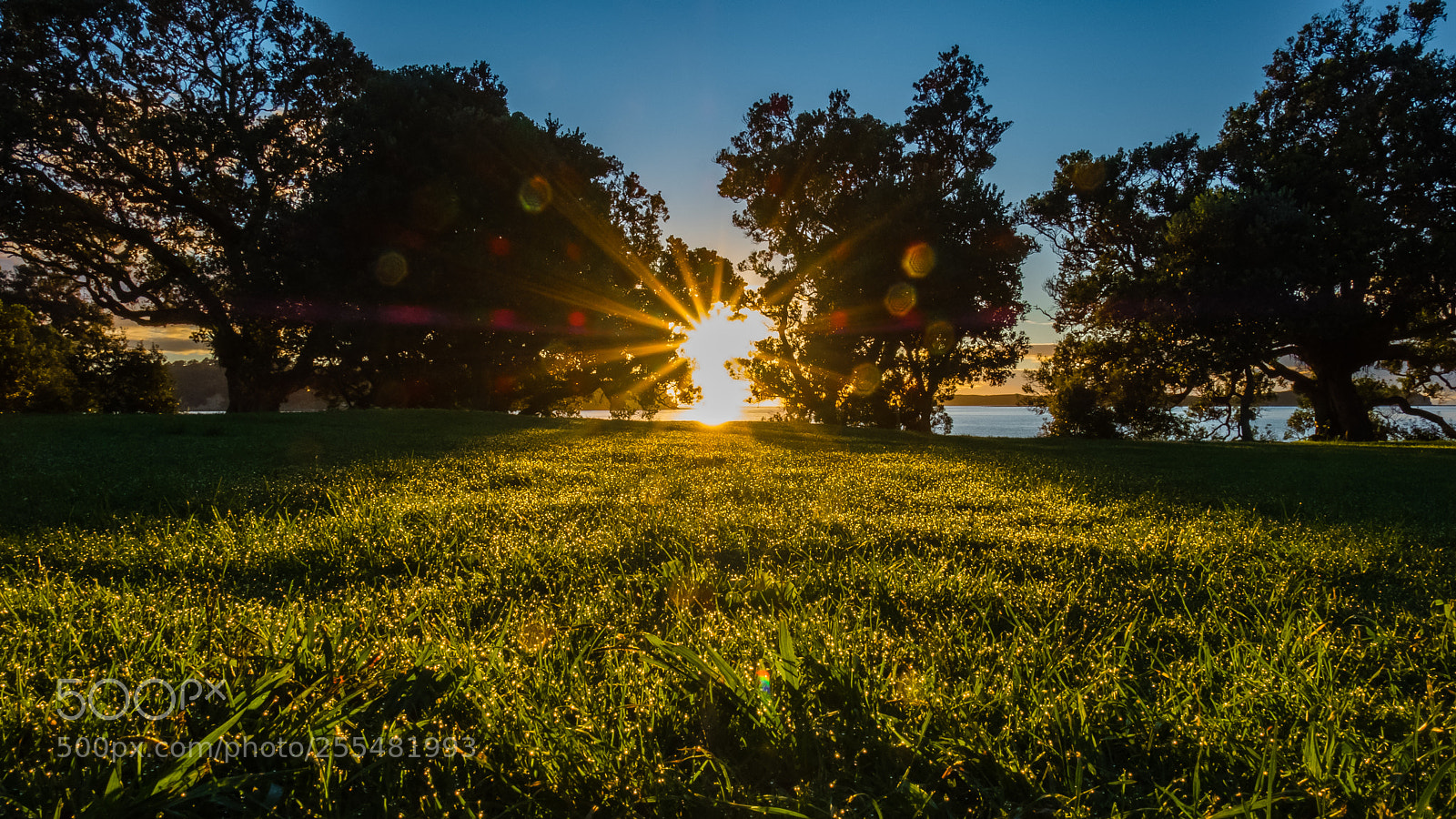 Fujifilm X-T2 sample photo. Morning dew photography