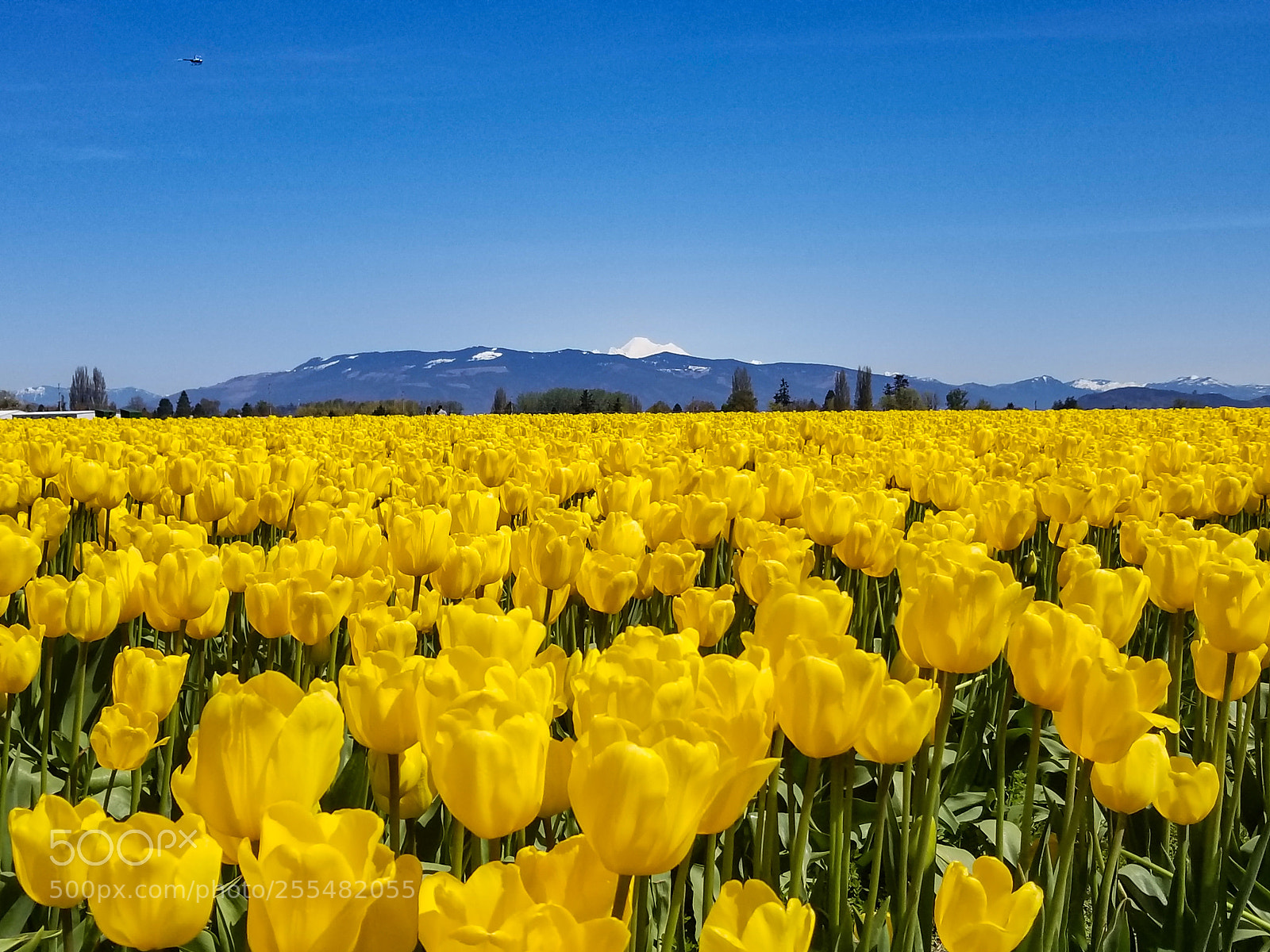 Samsung Galaxy S8 sample photo. Tulips and mt baker photography