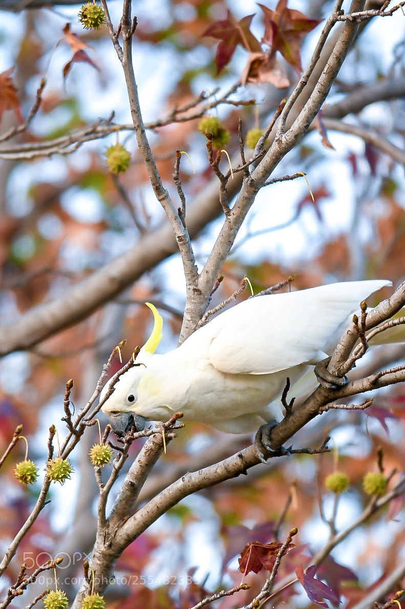 Nikon D500 sample photo. Sulphur-crested cockatoo having a photography
