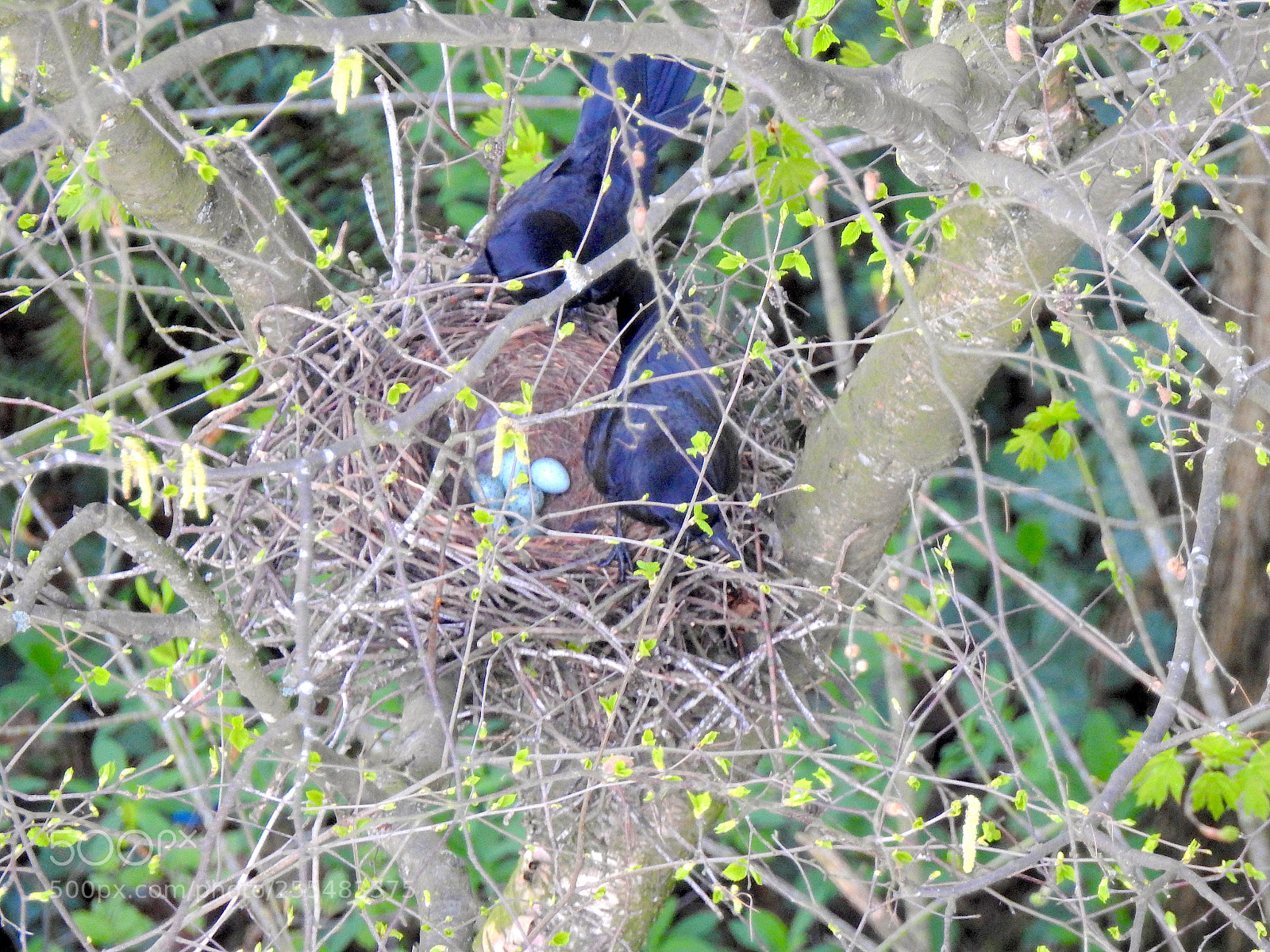 Nikon Coolpix P900 sample photo. Crows and five eggs photography