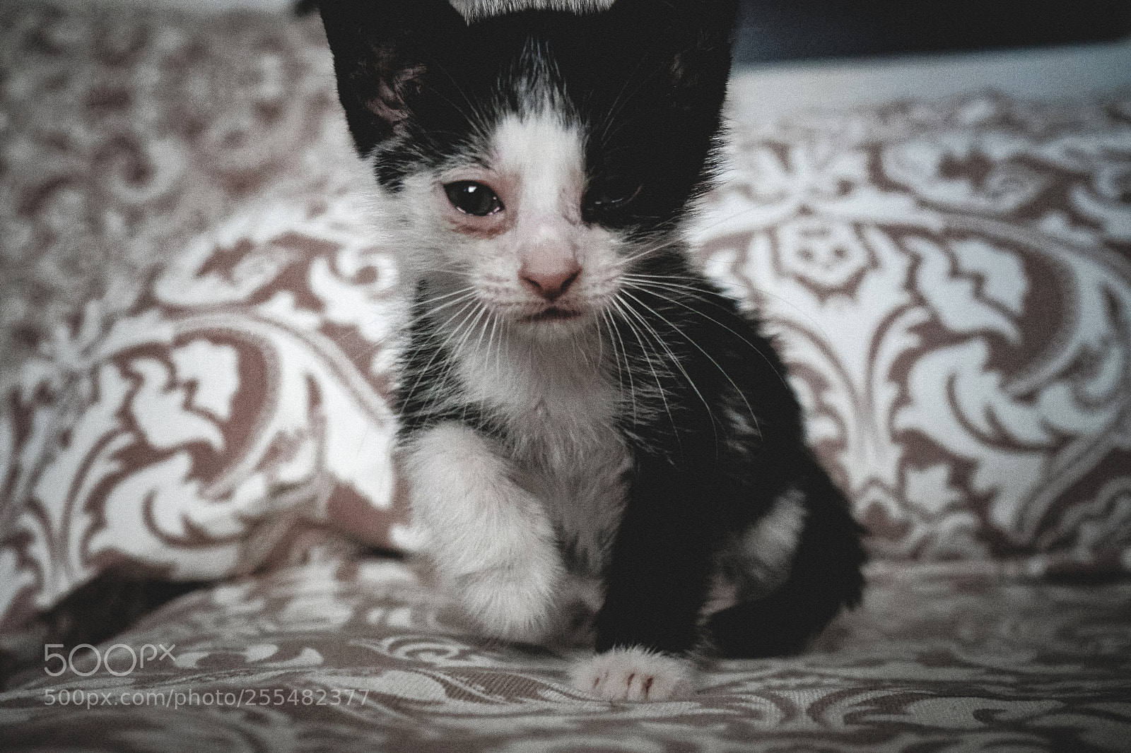 Sony a7 sample photo. Young innocence photography
