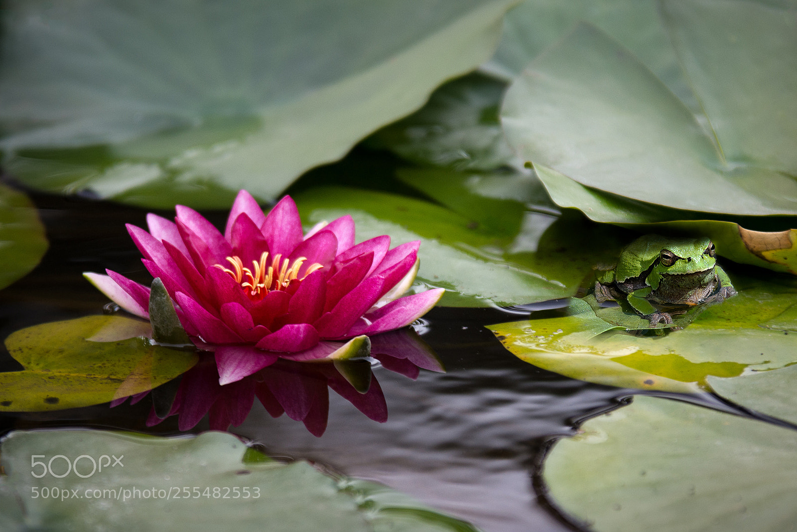 Nikon D7200 sample photo. Frog and lull photography