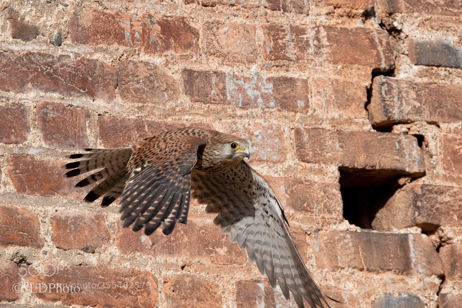 Nikon D500 sample photo. Kestrel f - falco photography