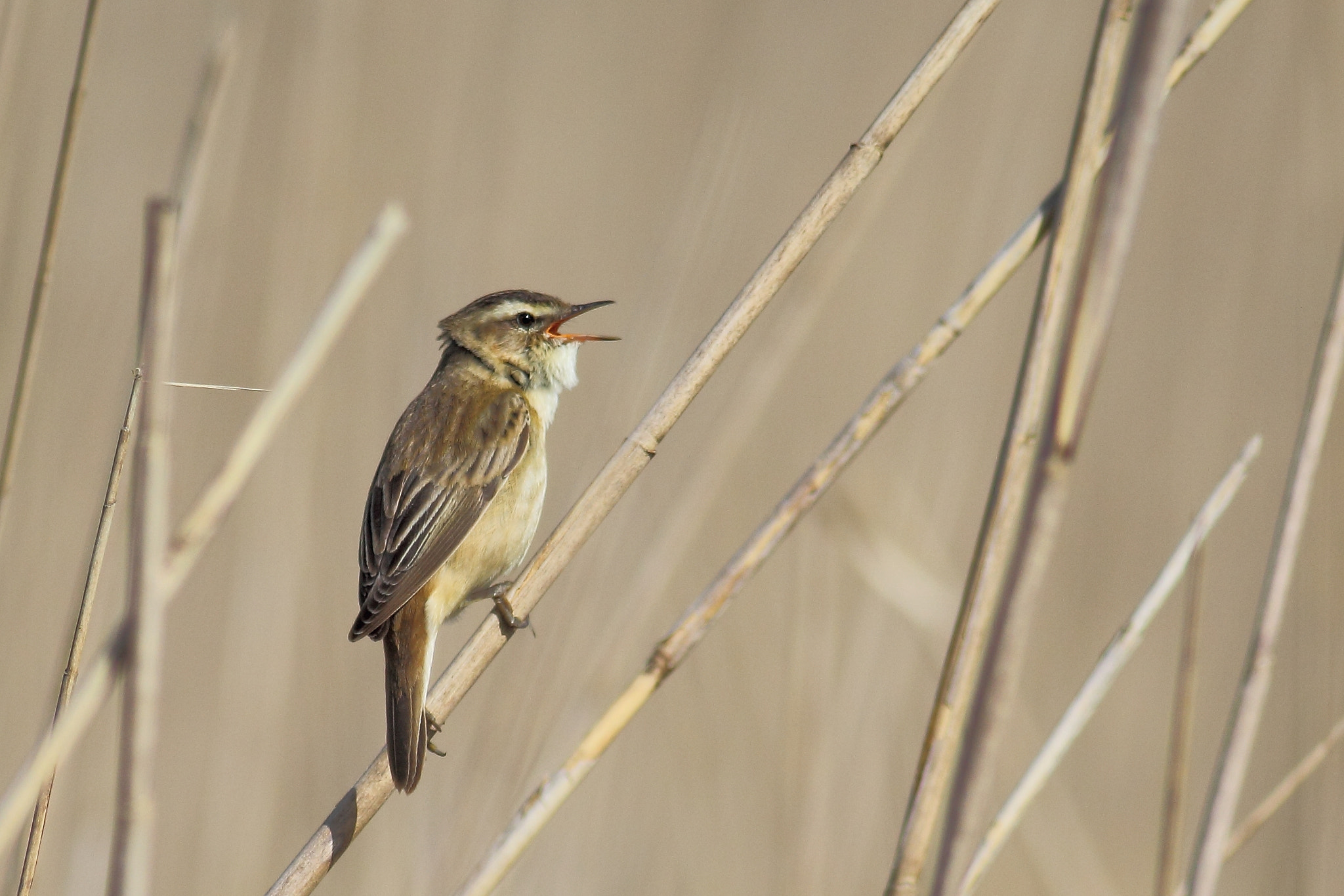 Canon EOS 60D + Canon EF 400mm F5.6L USM sample photo. Sedge warbler photography