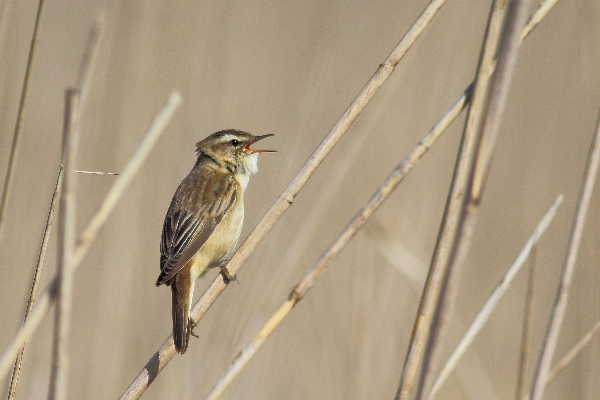 Canon EF 400mm F5.6L USM sample photo. Sedge warbler photography