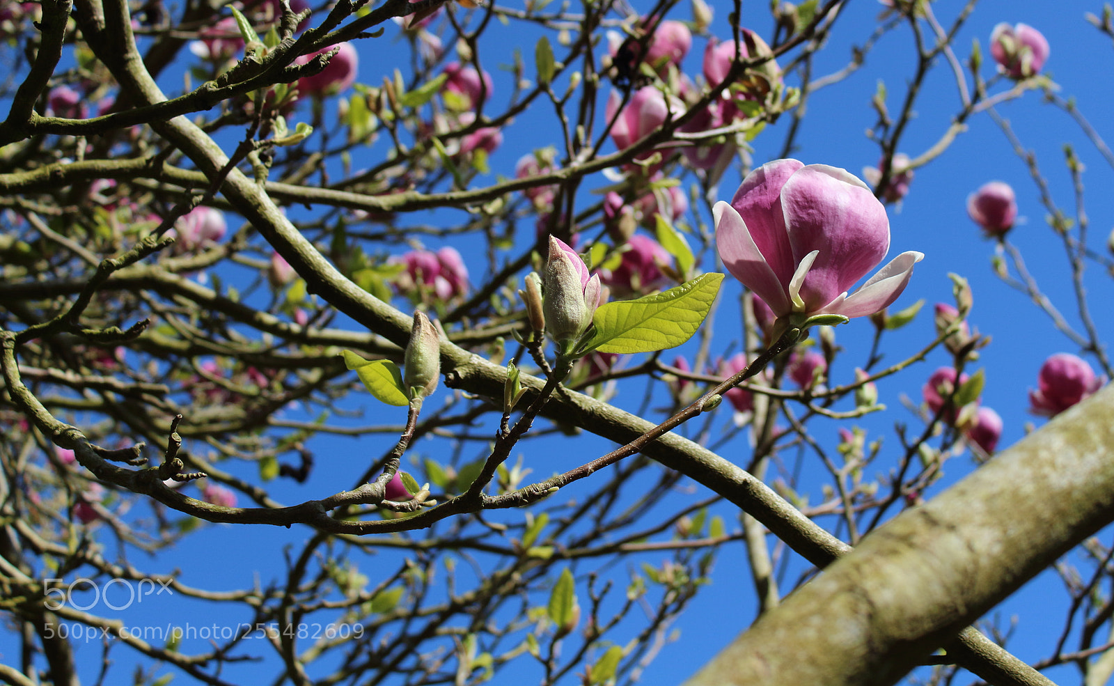 Canon EOS 1300D (EOS Rebel T6 / EOS Kiss X80) sample photo. St fagans () photography