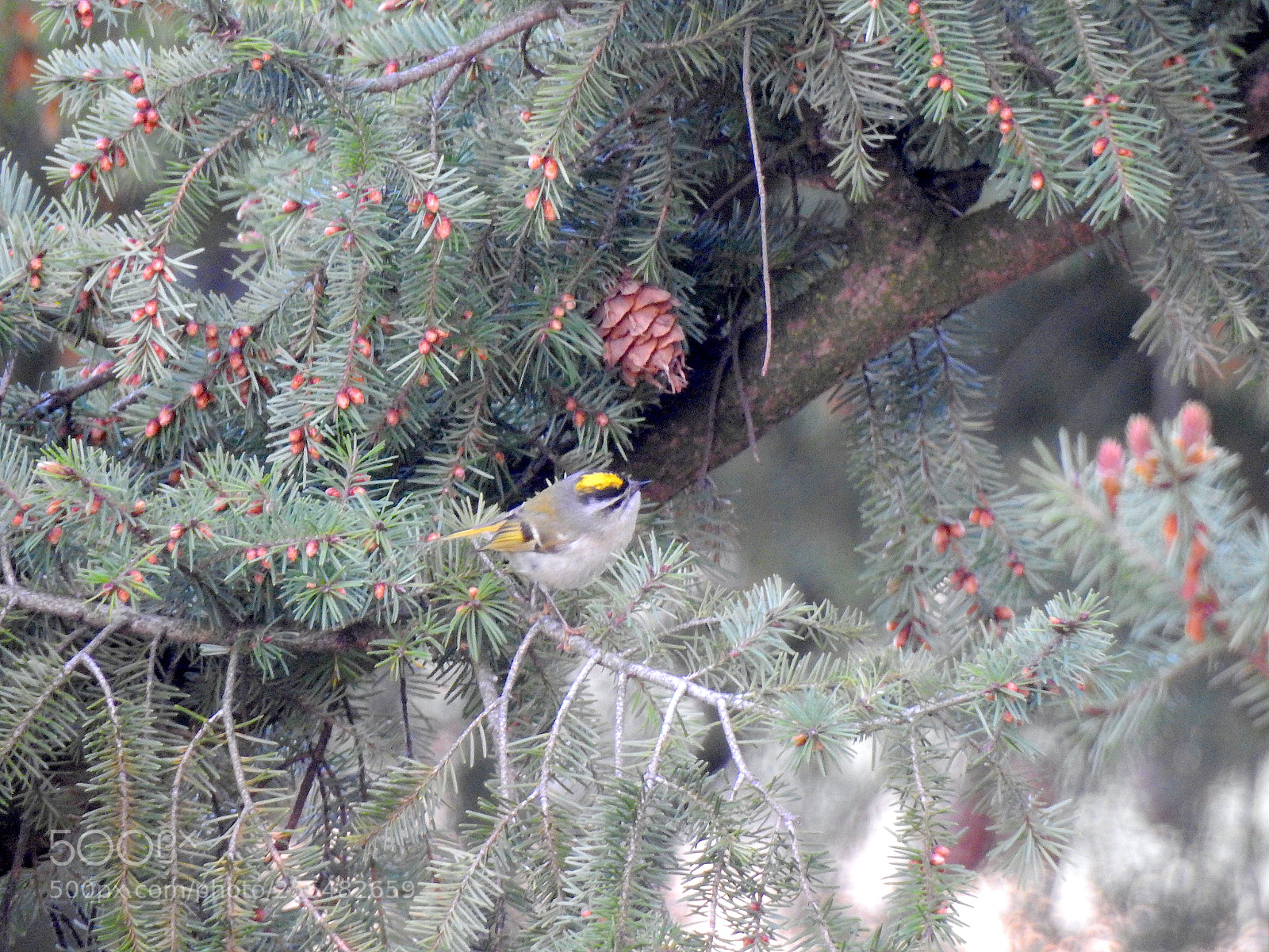 Nikon Coolpix P900 sample photo. Goldcrest photography