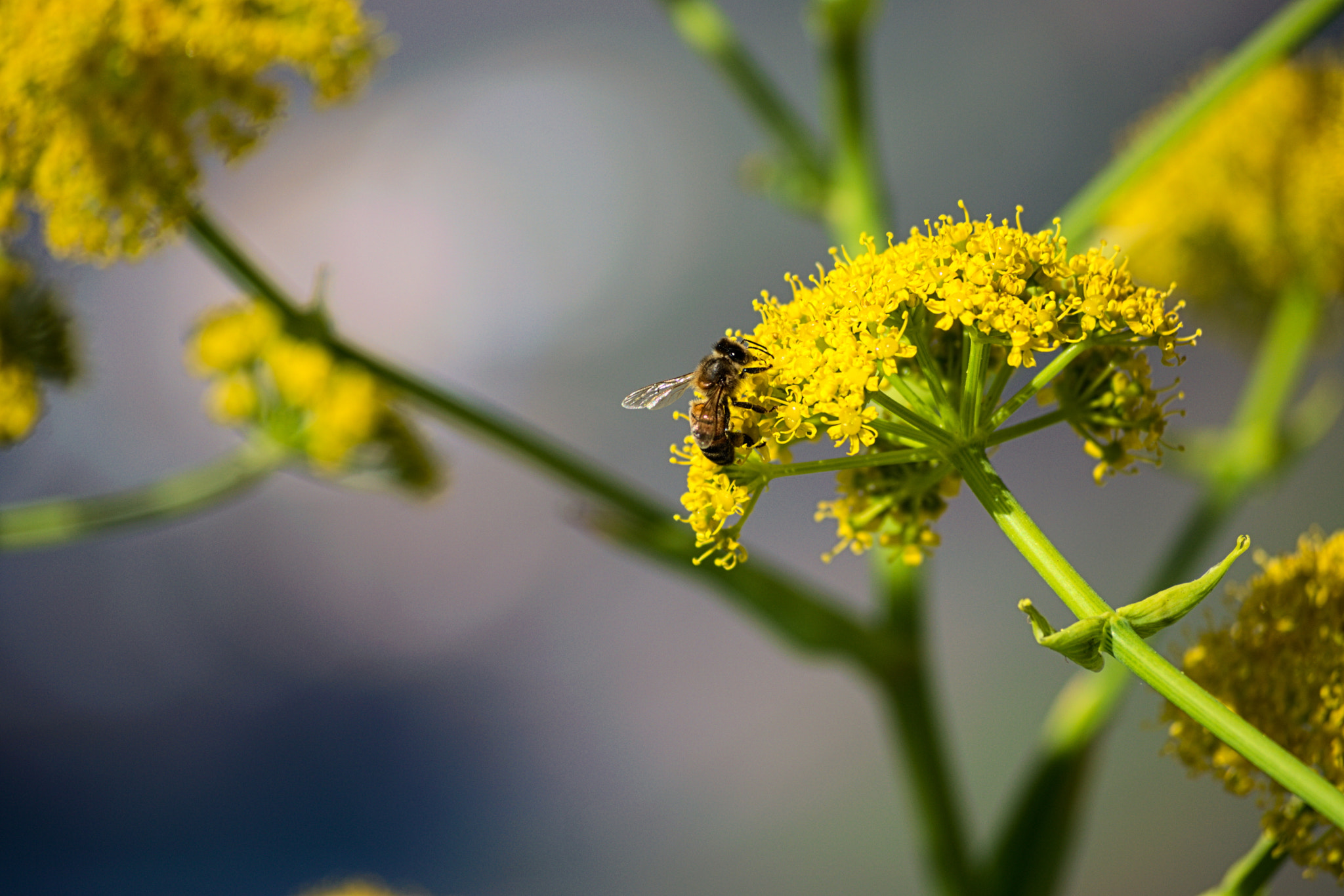 Nikon D3300 sample photo. Bloom photography