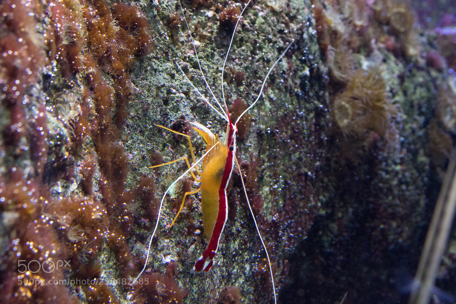 Canon EOS 100D (EOS Rebel SL1 / EOS Kiss X7) sample photo. Sea shrimp photography