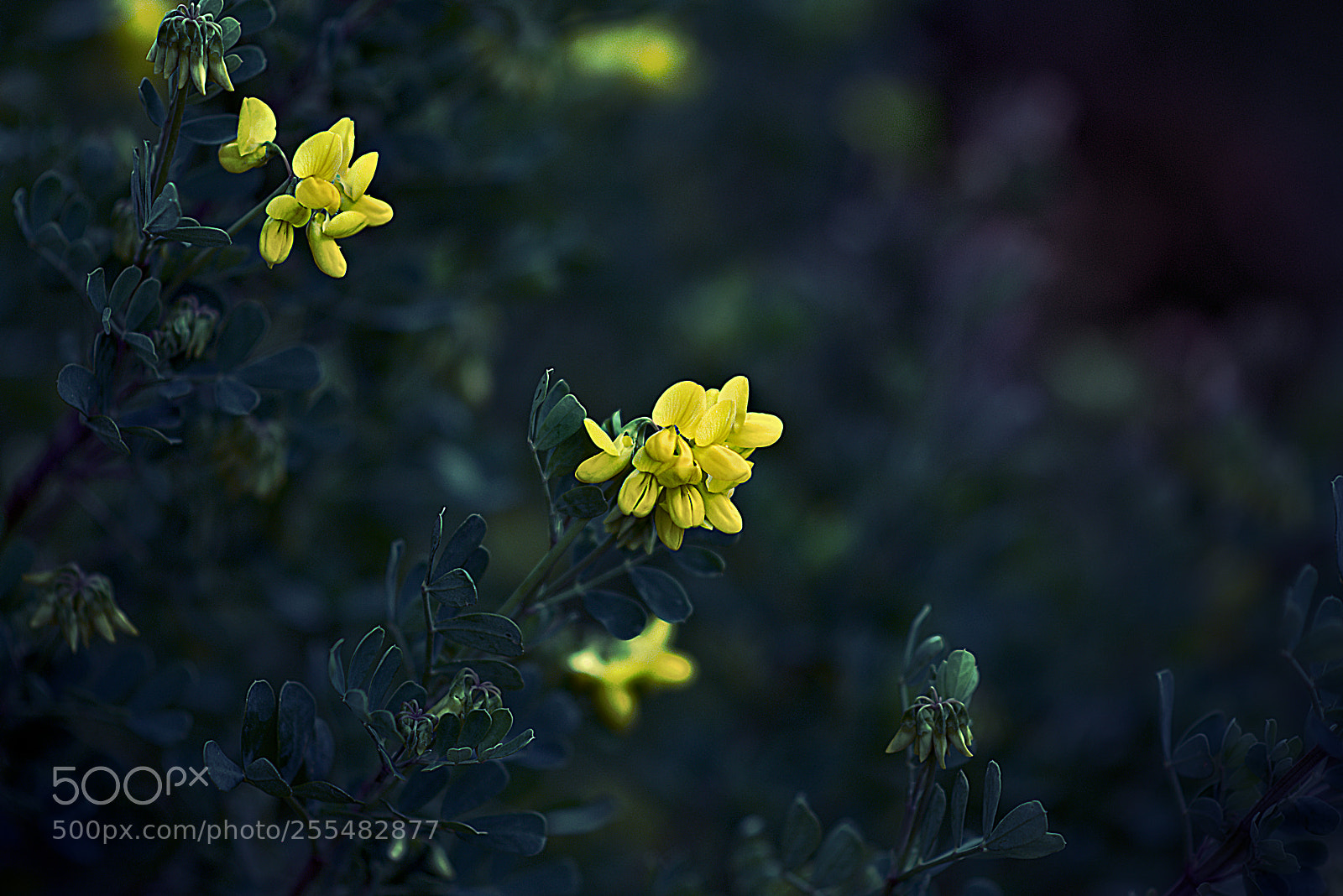 Nikon D5300 sample photo. E x p photography
