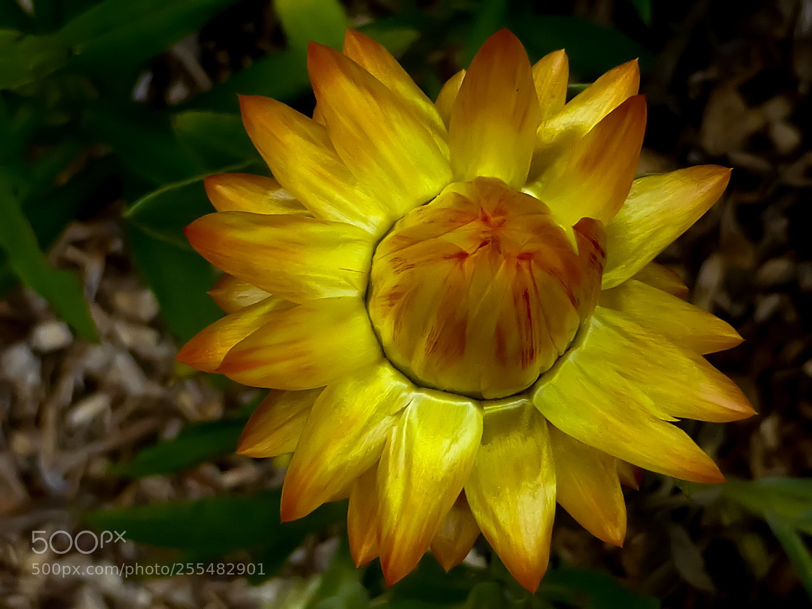 Panasonic Lumix DMC-ZS30 (Lumix DMC-TZ40) sample photo. Golden star photography