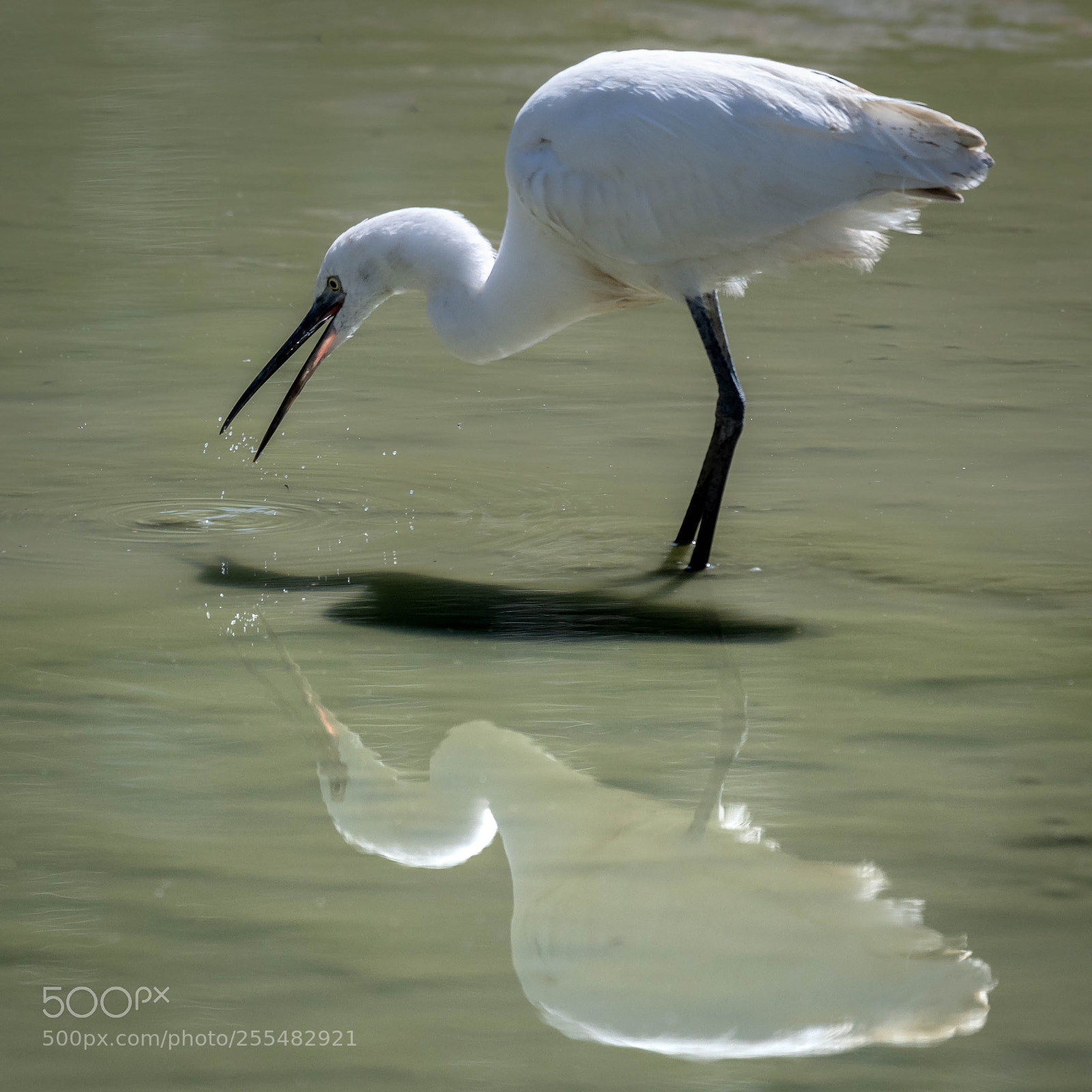 Nikon D500 sample photo. Reflection photography
