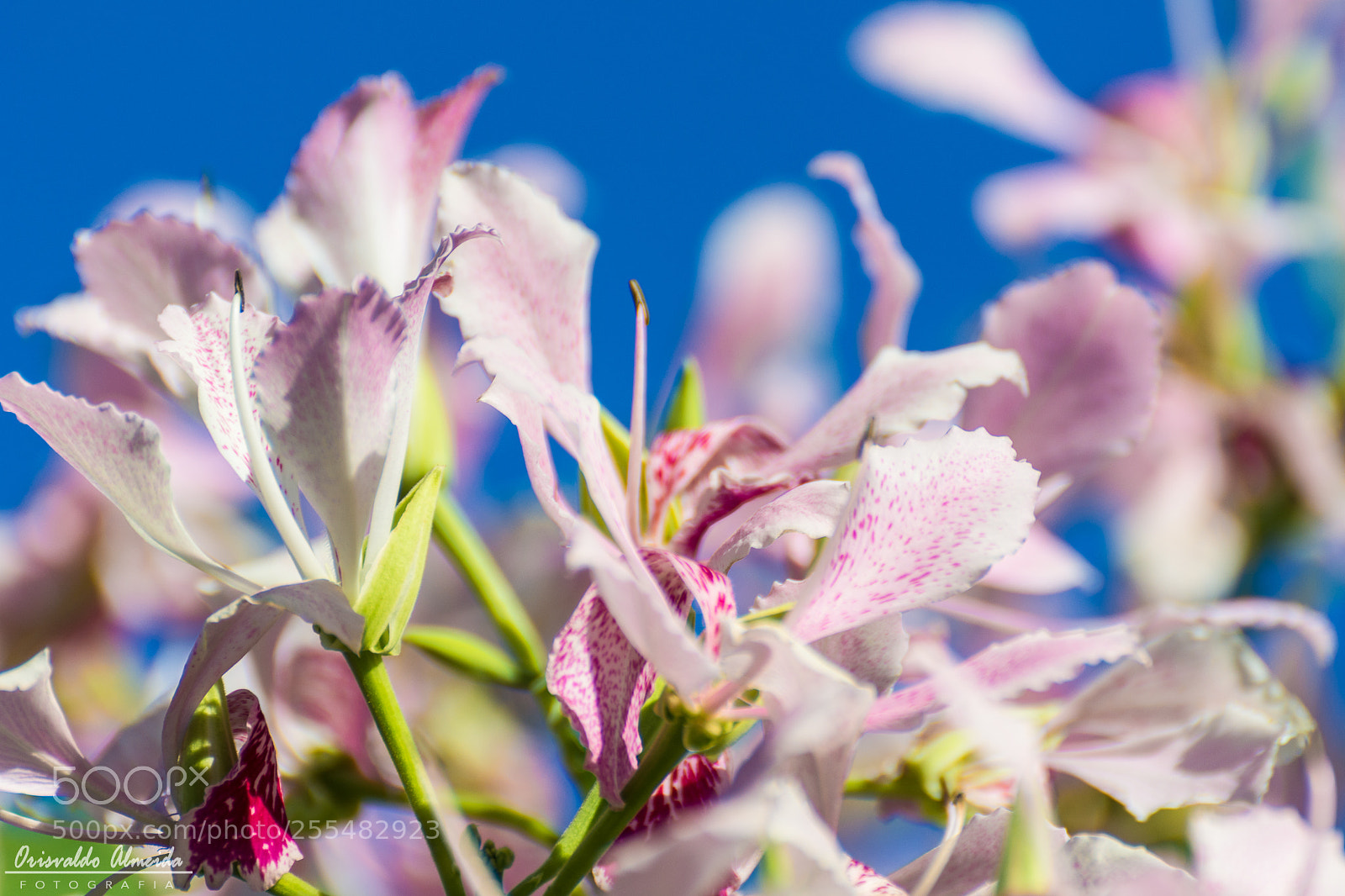 Nikon D7200 sample photo. Captura sem nome editar photography