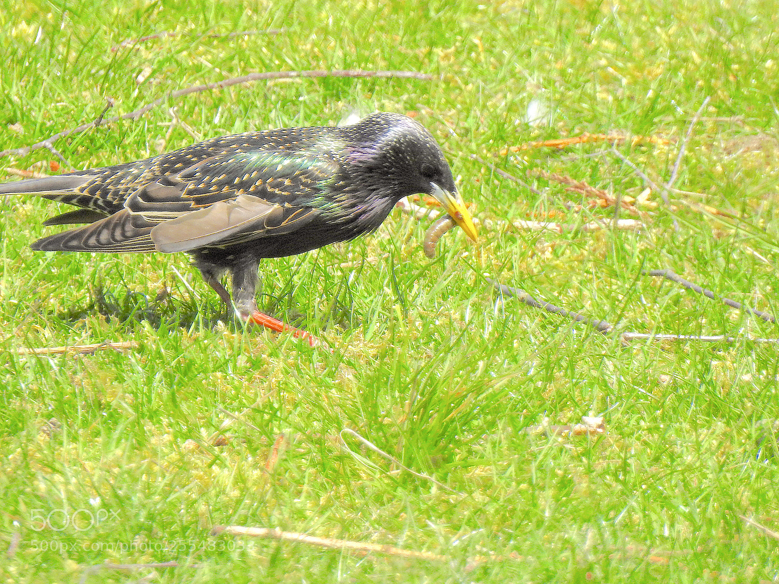 Nikon Coolpix P900 sample photo. I eat u photography