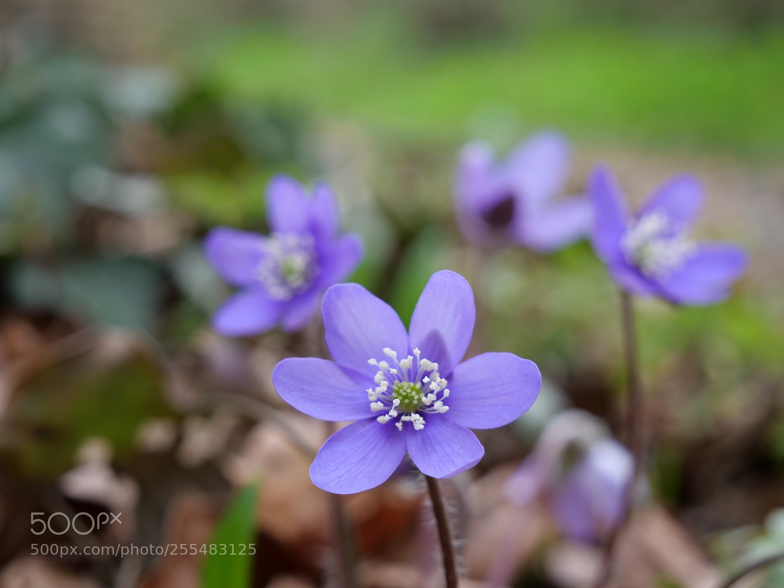 Panasonic Lumix DC-G9 sample photo. Beatiful photography