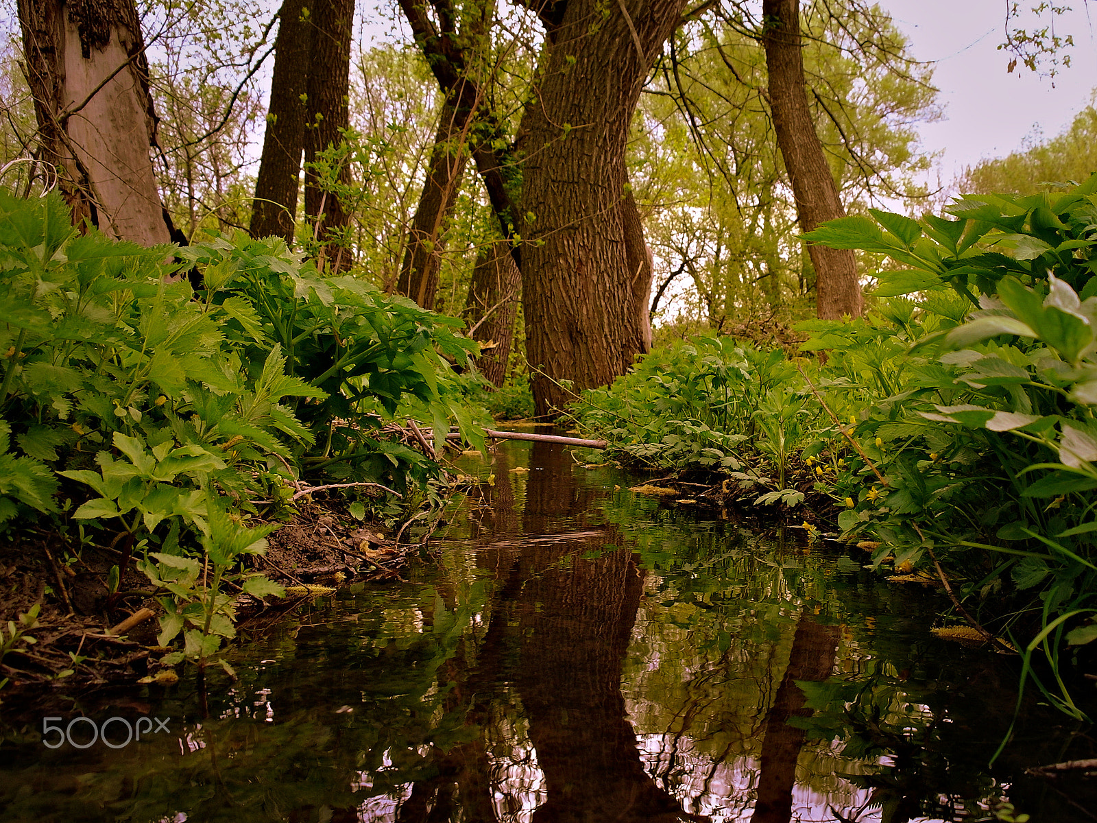 Samsung NX5 sample photo. Small river. photography