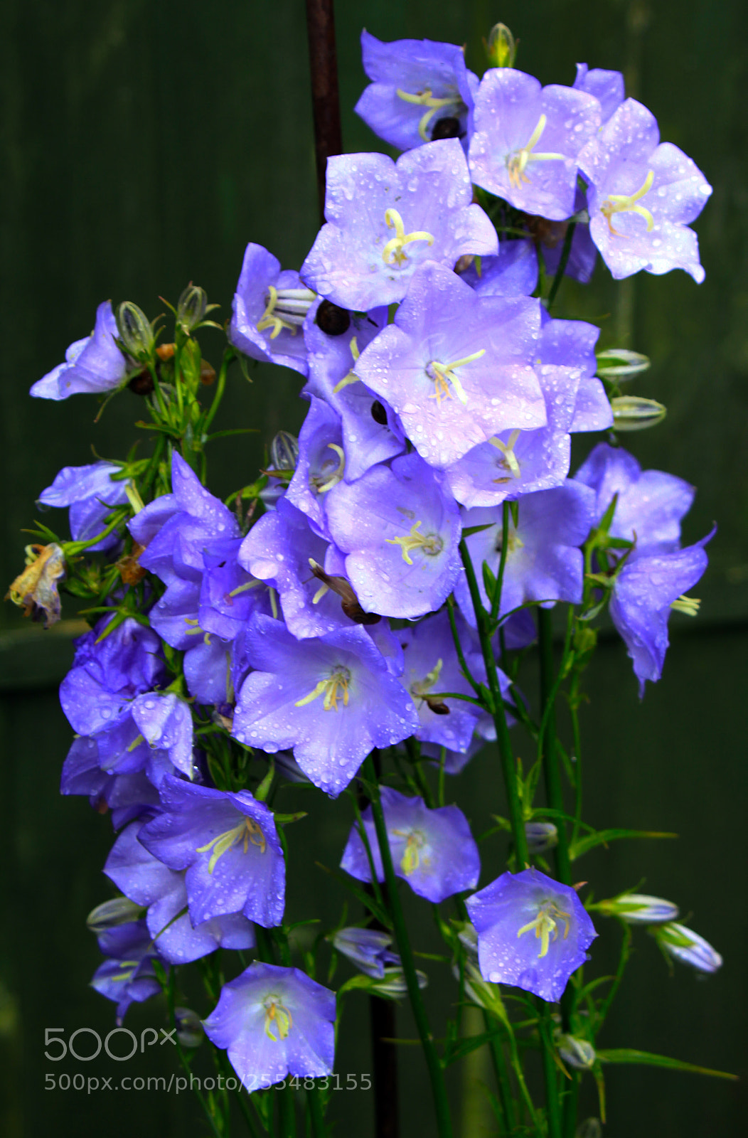 Canon EOS 50D sample photo. Nutholt lane garden, ely photography