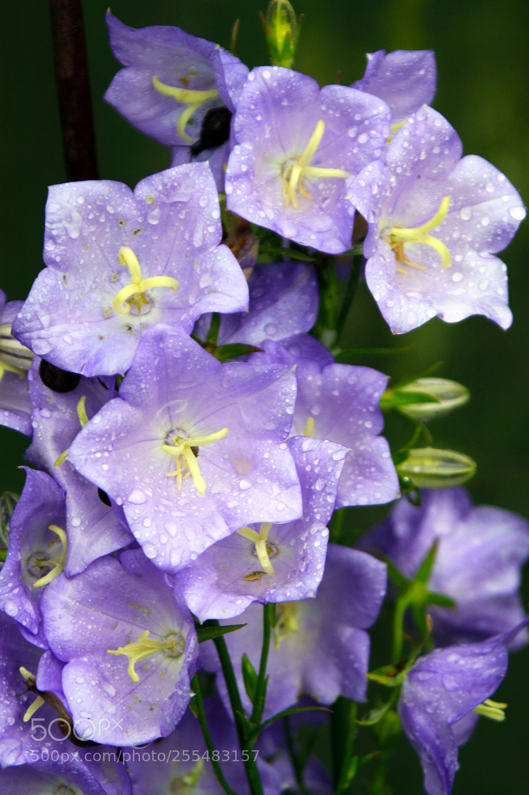 Canon EOS 50D sample photo. Nutholt lane garden, ely photography