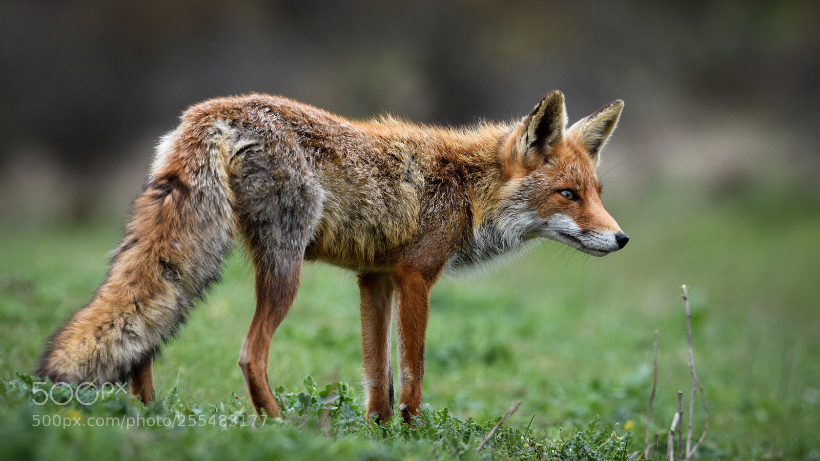 Nikon D3300 sample photo. Young red fox photography