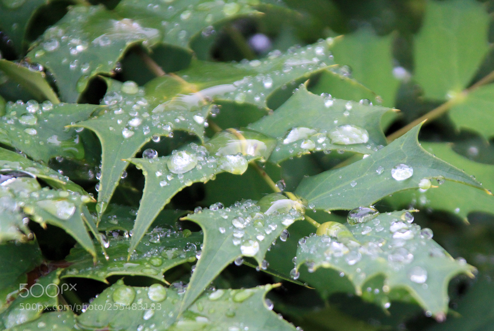 Canon EOS 50D sample photo. Nutholt lane garden, ely photography