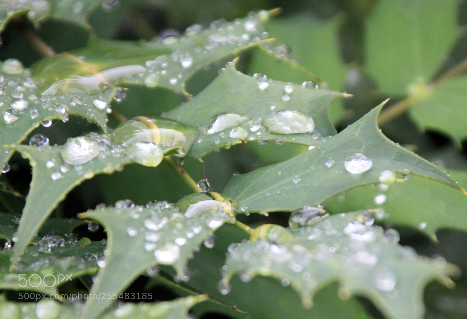 Canon EOS 50D sample photo. Nutholt lane garden, ely photography