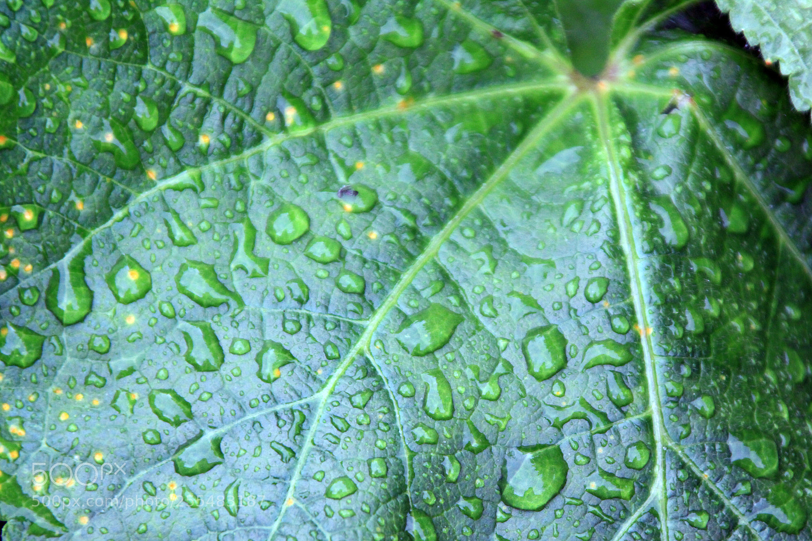 Canon EOS 50D sample photo. Nutholt lane garden, ely photography