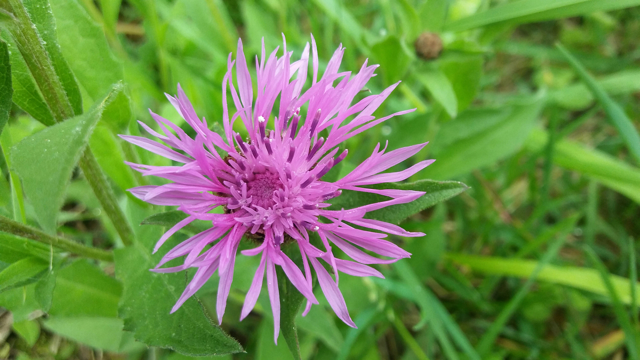LG K10 sample photo. Purple flower photography