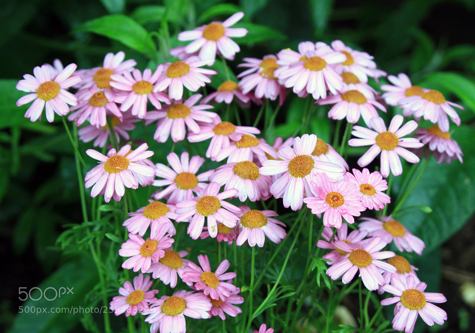 Canon EOS 50D sample photo. Nutholt lane garden, ely photography