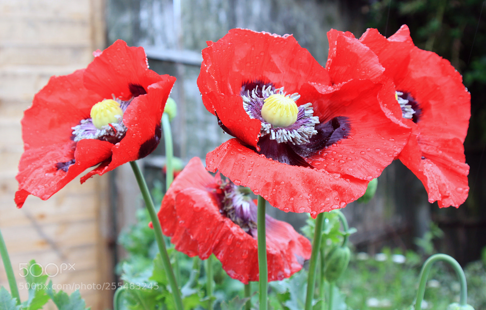 Canon EOS 50D sample photo. Nutholt lane garden, ely photography