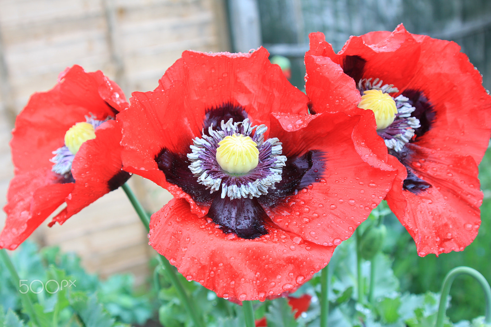 Canon EOS 50D sample photo. Nutholt lane garden, ely photography