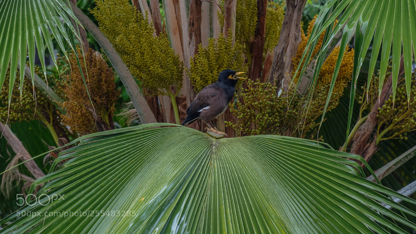 Fujifilm X-T2 sample photo. The morning palm concert photography