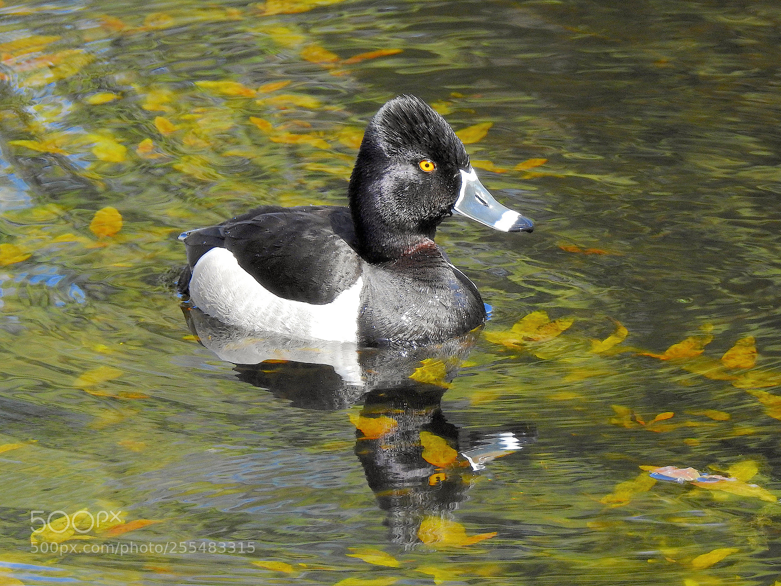 Nikon Coolpix P900 sample photo. Ring necked duck photography