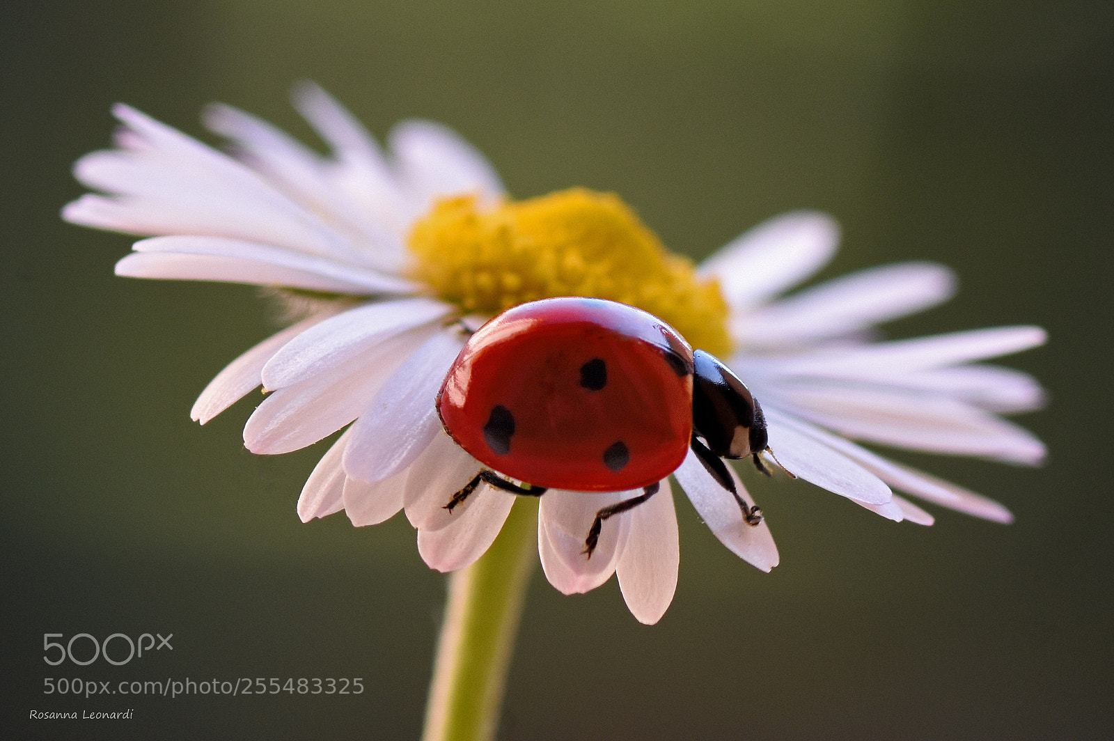 Nikon D7200 sample photo. Ladybug on daisy photography
