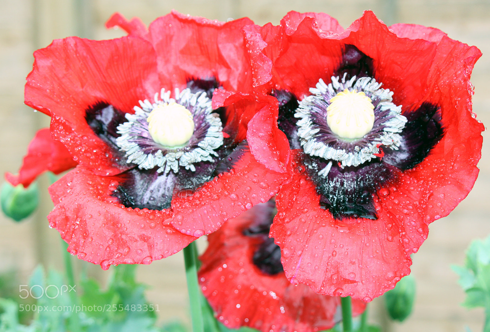 Canon EOS 50D sample photo. Nutholt lane garden, ely photography