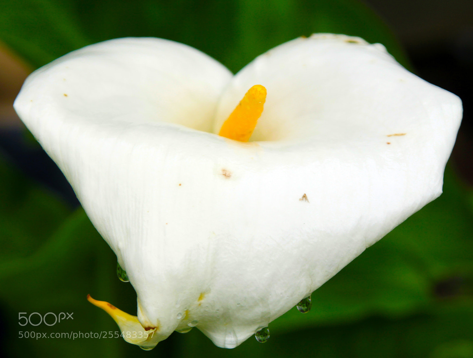 Canon EOS 50D sample photo. Nutholt lane garden, ely photography