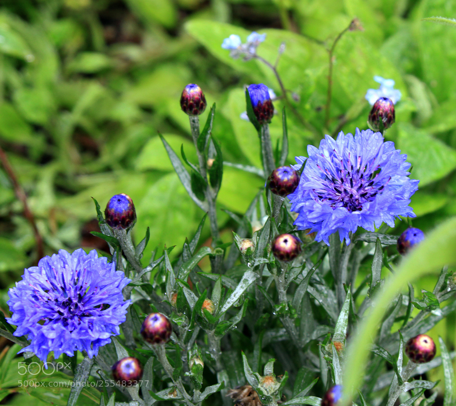 Canon EOS 50D sample photo. Nutholt lane garden, ely photography