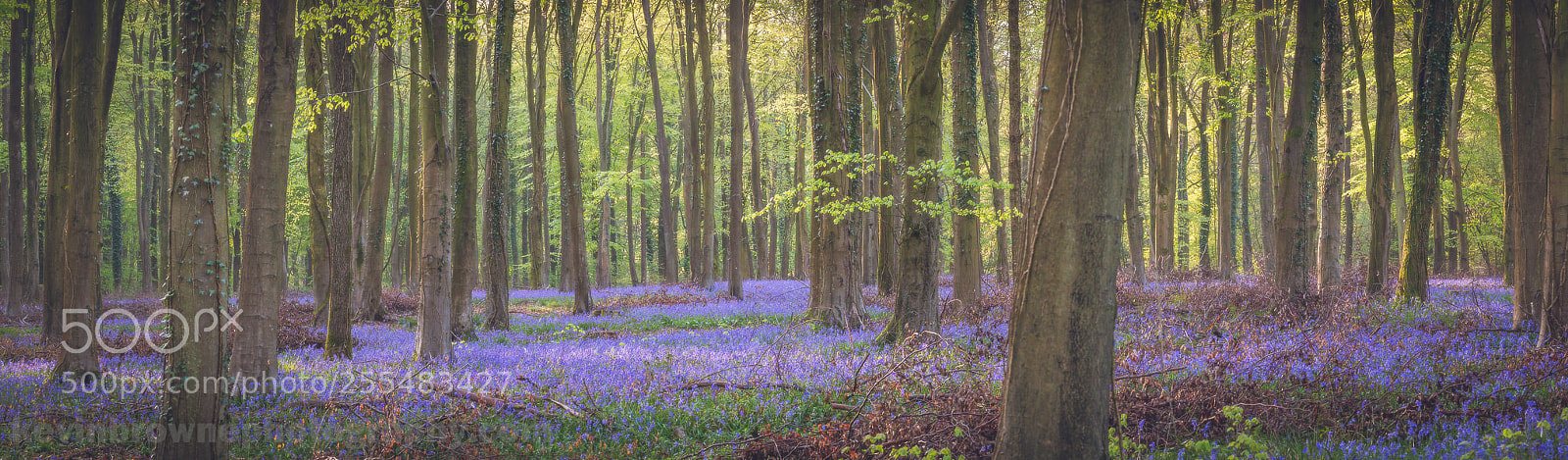 Canon EOS 70D sample photo. Parnholt woods bluebells photography