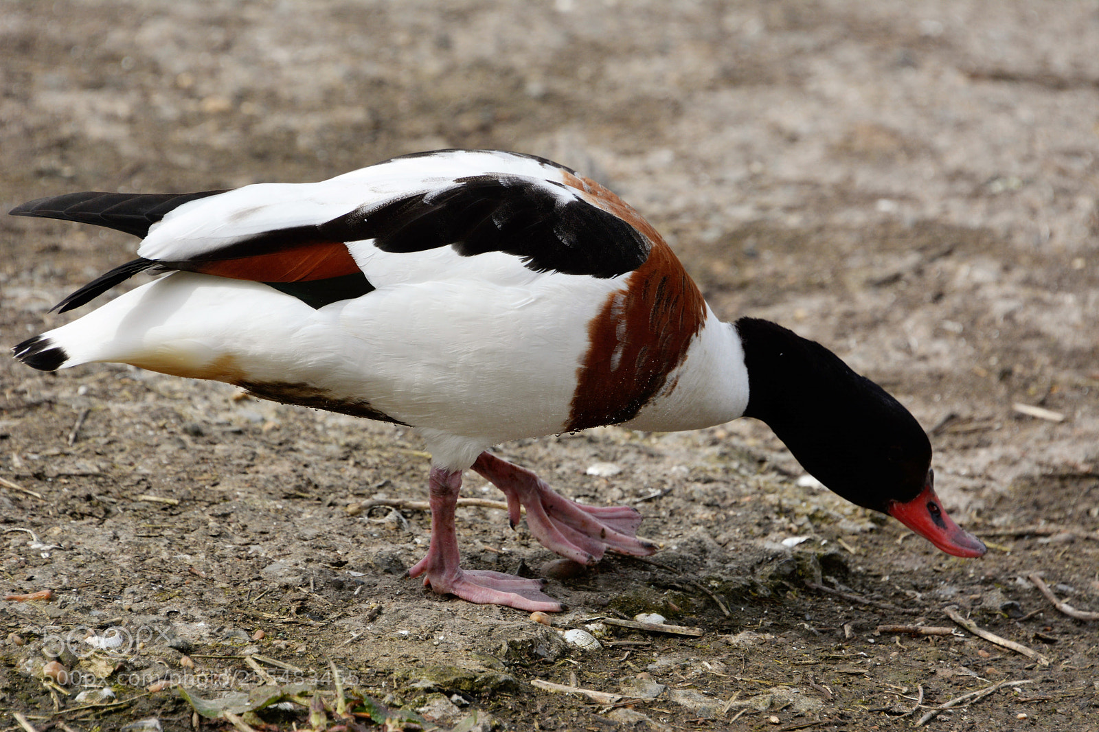 Nikon D7100 sample photo. Common shell duck photography