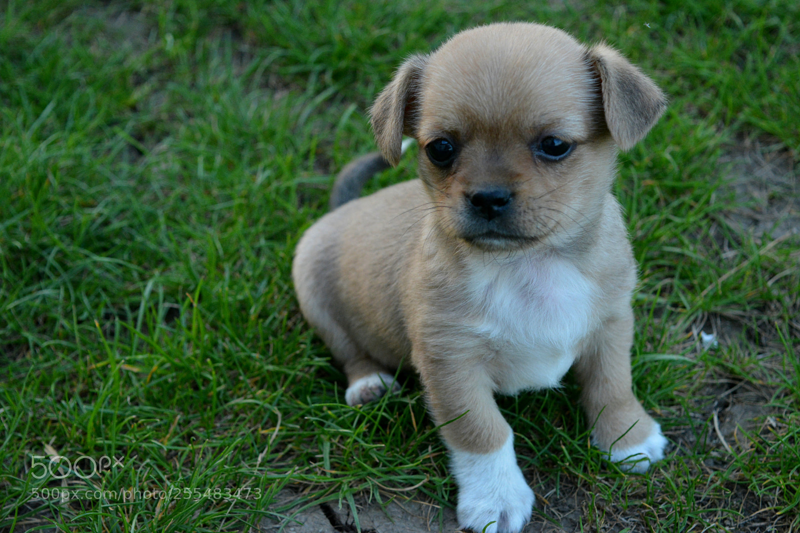 Nikon D5200 sample photo. Luffy photography