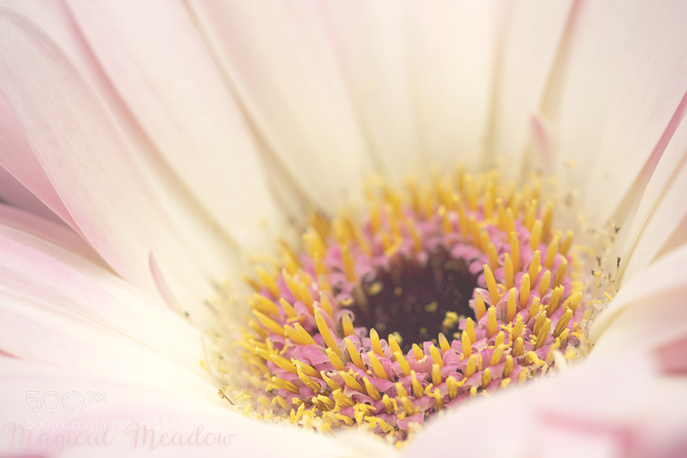Canon EOS 700D (EOS Rebel T5i / EOS Kiss X7i) sample photo. Gerbera photography